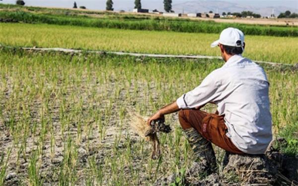 برگزاری بیش از 4 هزار دوره آموزشی برای کشاورزان برگزاری بیش از 4 هزار دوره آموزشی برای کشاورزان