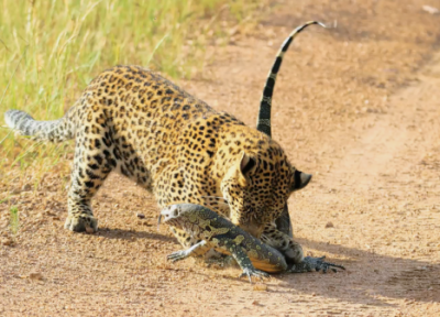 سیلی زدن پیاپی بزمجه به توله پلنگ!