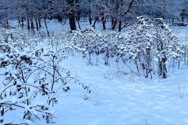 معمای توهم نوری؛ فقط چشم شاهین می تواند سگ سفید را در برف پیدا کند!