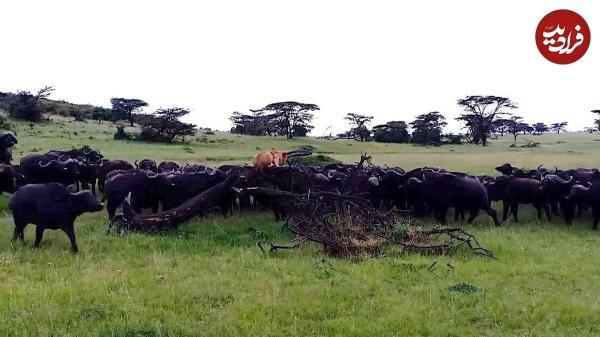 بوفالو در نقش سطان جنگل؛ شیر از ترس روی درخت رفت!