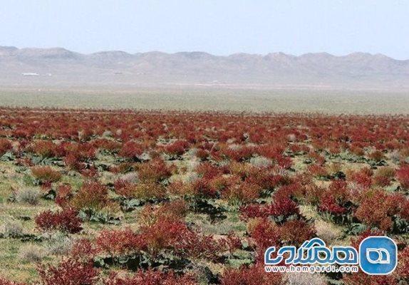 منطقه حفاظت شده هلالی یکی از دیدنی های استان خراسان رضوی به شمار می رود