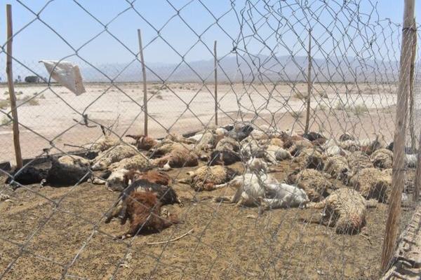 گرگ های گرسنه 130 گوسفند یک گله دار را دریدند گرگ های گرسنه 130 گوسفند یک گله دار را دریدند